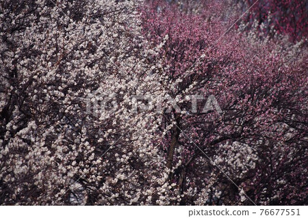 Plum, white Kaga and amazing white and light pink flowers Plum, white Kaga and amazing white and light pink flowers 76677551