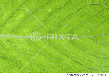 Young leaves and veins of herb [apple mint] 76677851