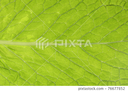 Young leaves and veins of herb [apple mint] 76677852
