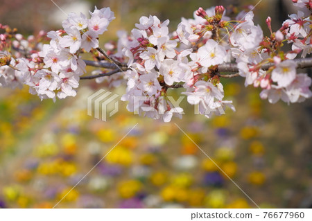 Sakura Hashienuma Environmental Fureai Park Sakura Hashienuma Environmental Fureai Park 76677960