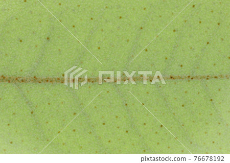 植物胡楊的幼葉和葉脈 76678192