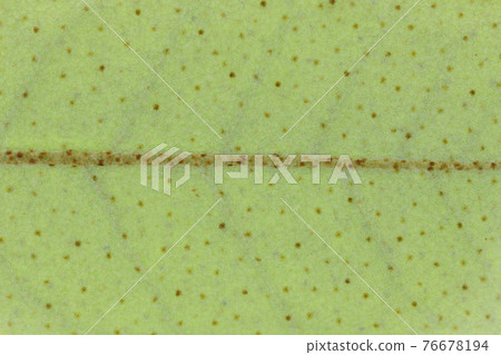 Young leaves and veins of the plant Elaeagnus pungens 76678194