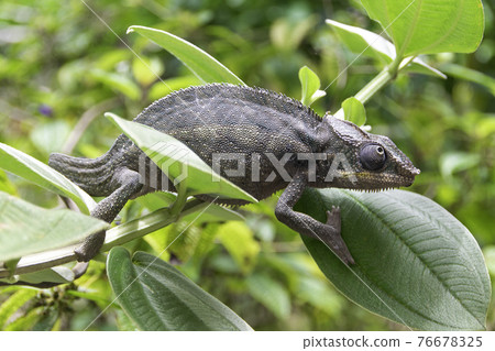 Madagascar Panther Chameleon (Purcifer pardalis) 76678325