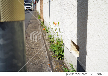 Nagami hinagishi 76678636