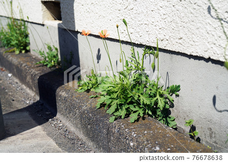 Nagami hinagishi Nagami hinagishi 76678638