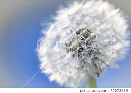 Dandelion's fluff Dandelion's fluff 76678819