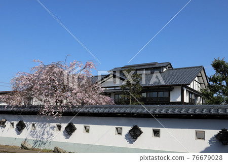 在丸岡町城堡市政廳(福井市kai市丸香町)周圍漫步 在丸岡町城堡市政廳(福井市kai市丸香町)周圍漫步 76679028