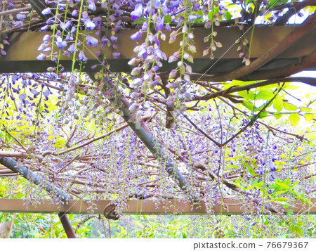 紫藤 紫藤 76679367