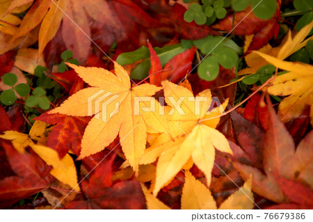 落在木栗色的紅色和黃色秋葉 76679386