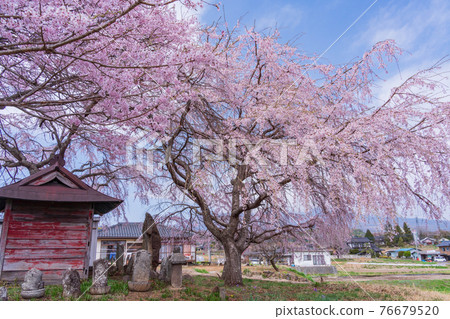 (Hokuto City, Yamanashi Prefecture) Kanda's Itozakura (Kogi) Dosojin 76679520