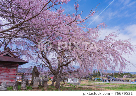 (Hokuto City, Yamanashi Prefecture) Kanda's Itozakura (Kogi) Dosojin 76679521