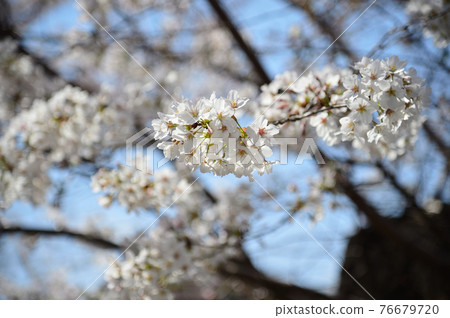Sakura near the Nikaryō Waterway Shukugawara 76679720
