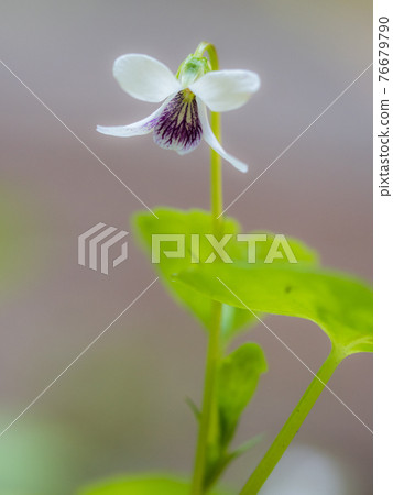 中提琴花 76679790