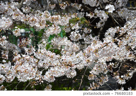 Nikaryō水道附近的櫻花 宿河原 76680183