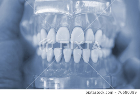 Model of human teeth of the human jaw close-up. Model of human teeth of the human jaw close-up. 76680389