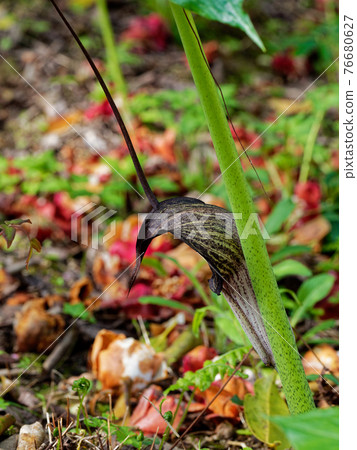 Hulashimasou Hulashimasou 76680627