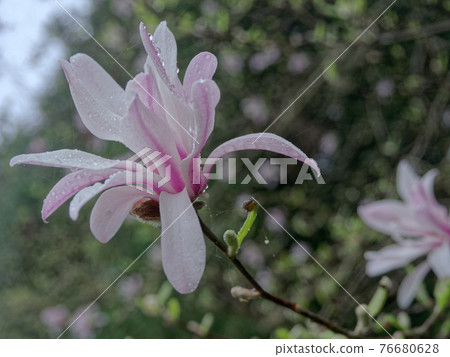 Shidecabushi 76680628