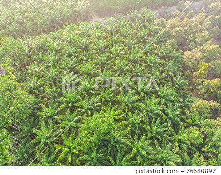Aerial view palm plantation green forest morning sunrise 76680897