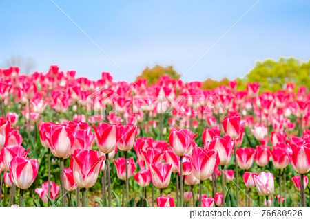 Tulip field 76680926