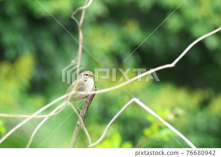 Warbler coming out of the shade of a tree 76680942