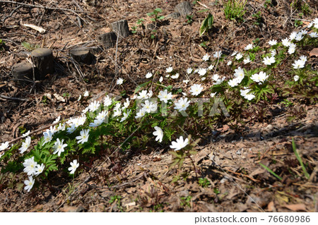 2021 04 11 Anemone pseudoaltaica Hoshioki Ryokuchi Sapporo City 76680986