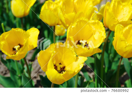 [品種：水晶之星]鬱金香，亮黃色，邊緣開滿花瓣 76680992