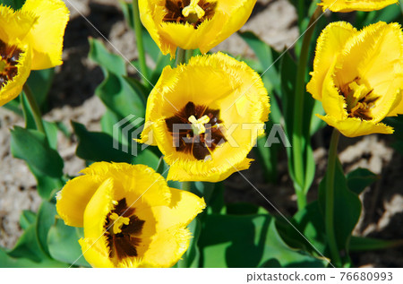 [品種：水晶之星]鬱金香，亮黃色，邊緣開滿花瓣 76680993