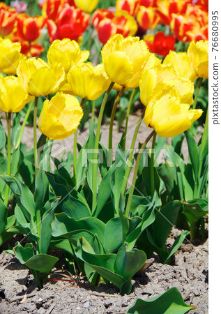 [Variety: Crystal Star] Tulips with bright yellow and fringe-blooming petals 76680995