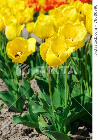 [Variety: Crystal Star] Tulips with bright yellow and fringe-blooming petals 76680996