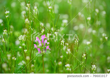 Refreshing spring wildflowers 11 76681017