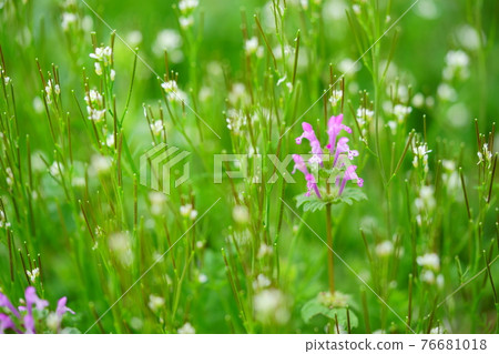 Refreshing spring wildflowers 10 76681018