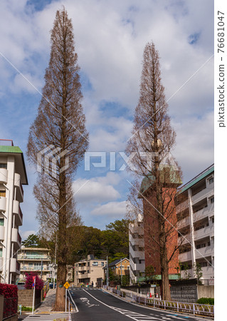 Walk in Tokyo, Setagaya-ku, Tokyo, 1-chome Tamagawa, Setagaya-ku, Komazawa-dori Metasequoia 76681047
