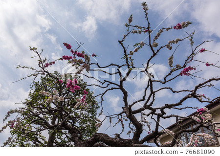 走在東京東京世田谷區岡本3-7世田谷區紅白花 走在東京東京世田谷區岡本3-7世田谷區紅白花 76681090