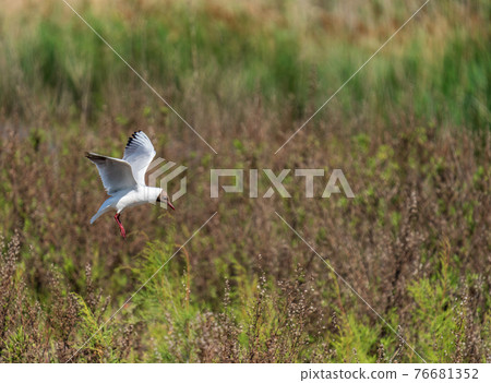 Bird in flight trying to land over the nest 76681352