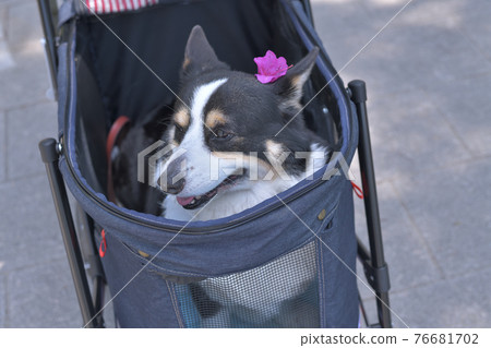 一隻微笑的黑色柯基犬的輪廓,上面裝飾著落花,放在狗車上 一隻微笑的黑色柯基犬的輪廓,上面裝飾著落花,放在狗車上 76681702