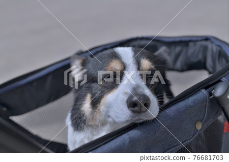 面對一隻帶著狗車移動的老狗 面對一隻帶著狗車移動的老狗 76681703