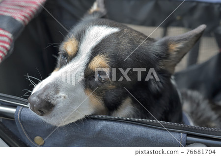 一隻在推車上看起來很孤獨的老黑柯基犬 一隻在推車上看起來很孤獨的老黑柯基犬 76681704