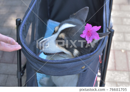 一隻黑色柯基犬，在推車散步時被陌生人觸摸 76681705
