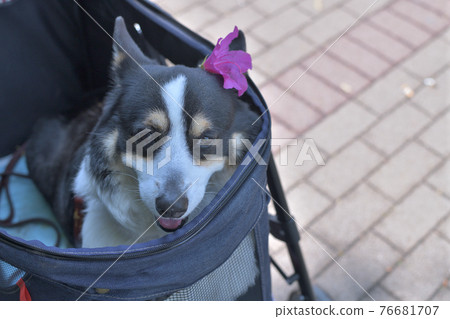 Black corgi taking a walk on a cart 76681707
