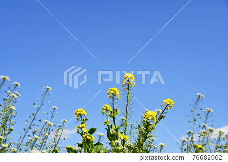 藍天、油菜花和薺菜 76682002