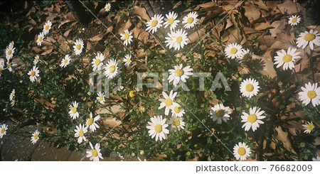 公園洋甘菊 35mm 膠卷 76682009