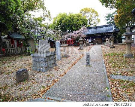 櫻花在無人的神社中綻放，枯葉在左邊與力石跳舞，在前面是百堂石 76682222