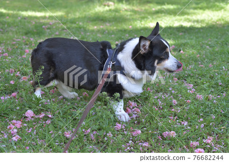 一隻黑色的柯基犬,在公園裡散步時,舌頭向右伸出,粉紅色的櫻花落在草地上 一隻黑色的柯基犬,在公園裡散步時,舌頭向右伸出,粉紅色的櫻花落在草地上 76682244