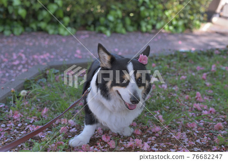 一隻黑色柯基犬在散步時裝飾著落下的雙花櫻花 一隻黑色柯基犬在散步時裝飾著落下的雙花櫻花 76682247