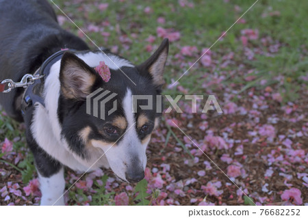 頭戴鮮花散步的黑色柯基犬 頭戴鮮花散步的黑色柯基犬 76682252