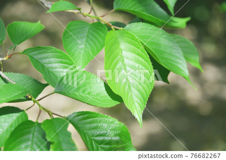 新鮮的綠色櫻桃葉 76682267