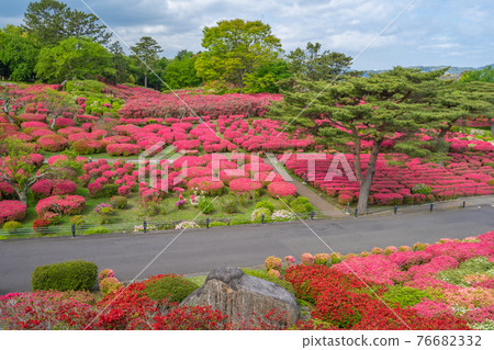 Komuroyama Park Approximately 100,000 azaleas, bright red azalea carpet, Ito City Komuroyama Park Approximately 100,000 azaleas, bright red azalea carpet, Ito City 76682332