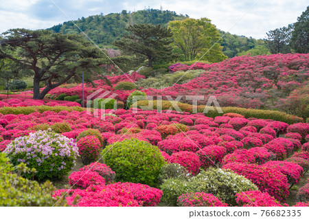 Komuroyama Park Approximately 100,000 azaleas, bright red azalea carpet, Ito City Komuroyama Park Approximately 100,000 azaleas, bright red azalea carpet, Ito City 76682335