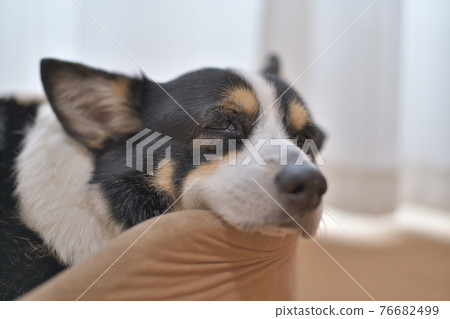一隻黑色柯基犬,下巴靠在狗床邊上放鬆 一隻黑色柯基犬,下巴靠在狗床邊上放鬆 76682499