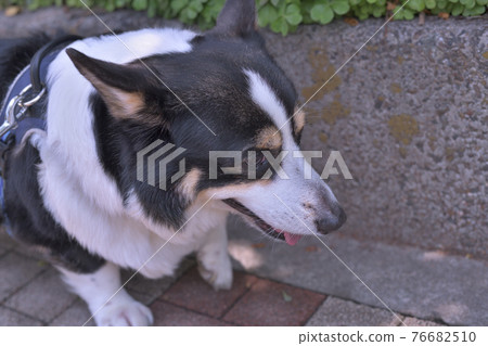 A close-up of the right-facing profile of a black corgi walking down the road A close-up of the right-facing profile of a black corgi walking down the road 76682510